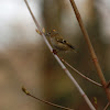 Goldcrest - Králíček obecný