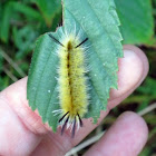 Banded Tussock Moth Larva