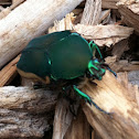 Figeater Beetle