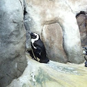 African black-footed penguin