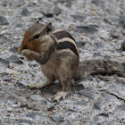 Three-striped Palm Squirrel