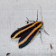 Ormetica Tiger Moth