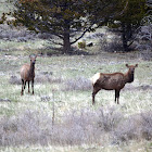 elk