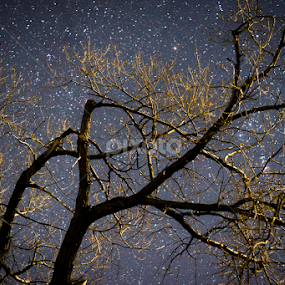 Orion in the tree by Robie Blair - Landscapes Starscapes