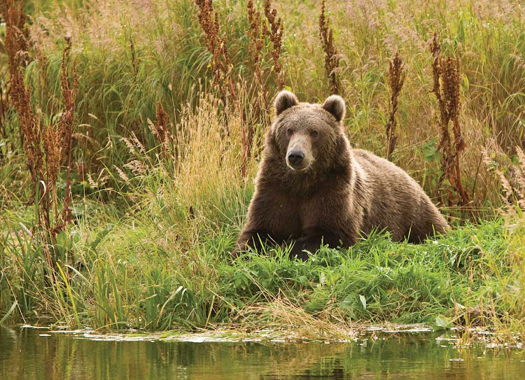 A brown bear waits to make its next move in the grass of Nome, Alaska. Silver Discoverer takes you to experience memorable wildlife.