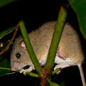 Fawn-footed melomys
