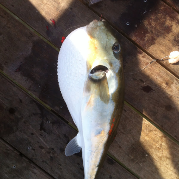 Rabbit fish, smooth puffer
