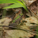 Northern Cricket Frog