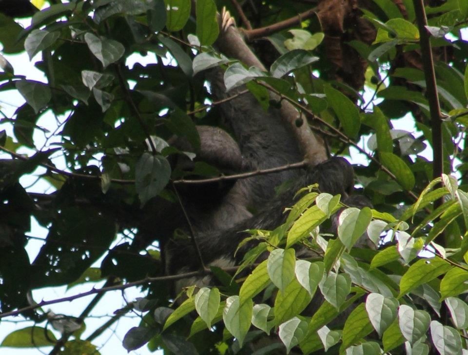 Brown-throated, three-toed sloth