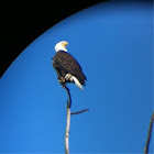 Bald eagle