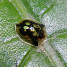 Mottled Tortoise Beetle