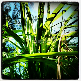 by Alannah Melton - Nature Up Close Leaves & Grasses