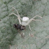 White Crab Spider