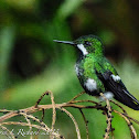 Green thorntail
