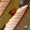 orange tiger moth