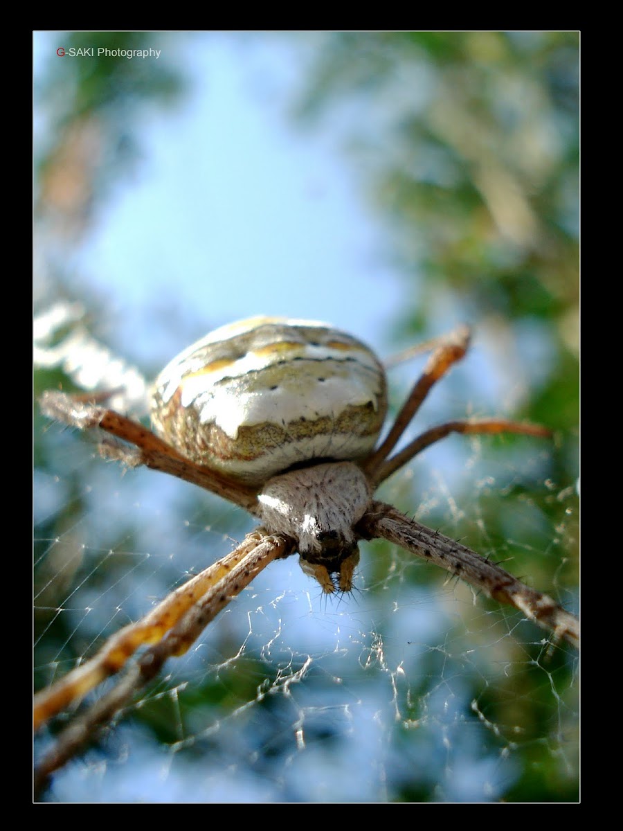 A Spider 2