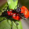 Scarlet Lilly Beetle