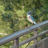 Western Scrub-Jay