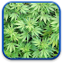 Marijuana Live Wallpaper11