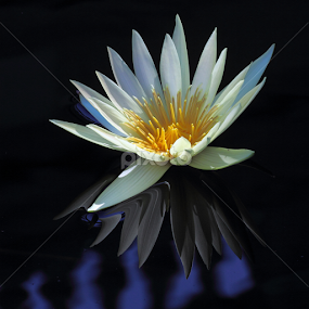 Water Lily Reflection by Sandra Blair - Flowers Flowers in the Wild