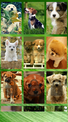 Cute Puppy Puzzle for Kids