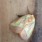 Slug Moth