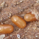 Scentless Plant Bug eggs