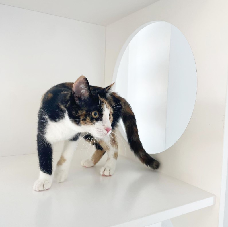 Hospital Veterinario del Mar - Castellon — Gato