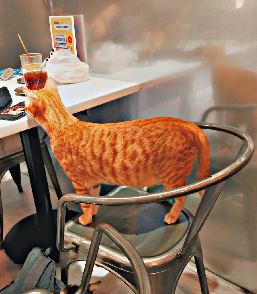 Yaong Caffe 貓咪咖啡廳＆24N4X 韓國服飾 的照片