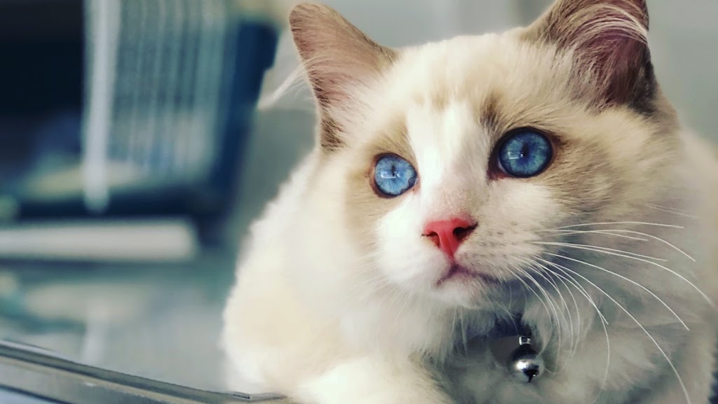 Clinica Veterinaria La Caleta | MiVet — Gato