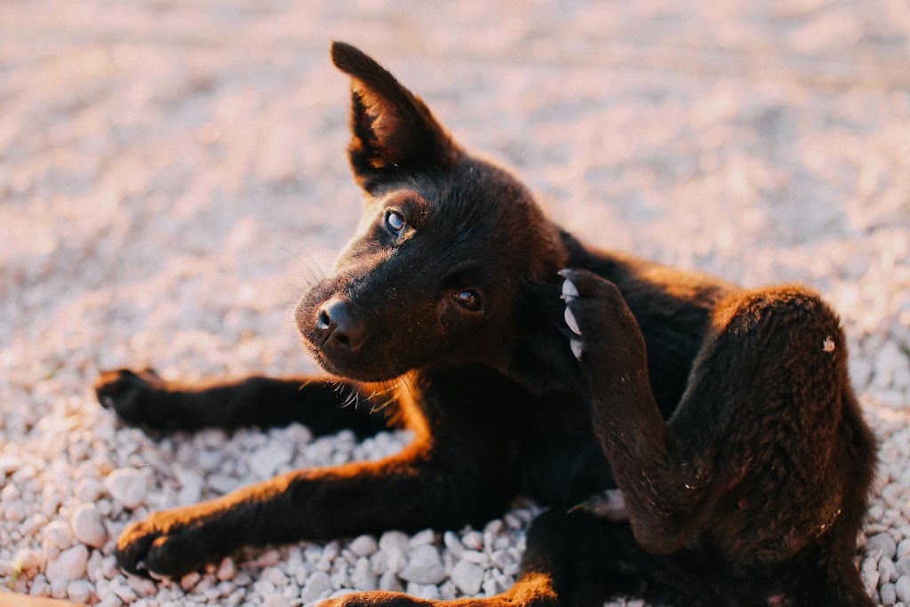 Clinica Veterinaria Dogo Azul Marbella — Del propietario