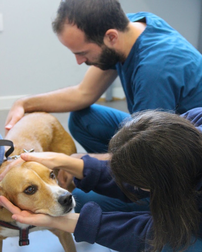 Hospital Veterinario Madrid Norte — Del propietario