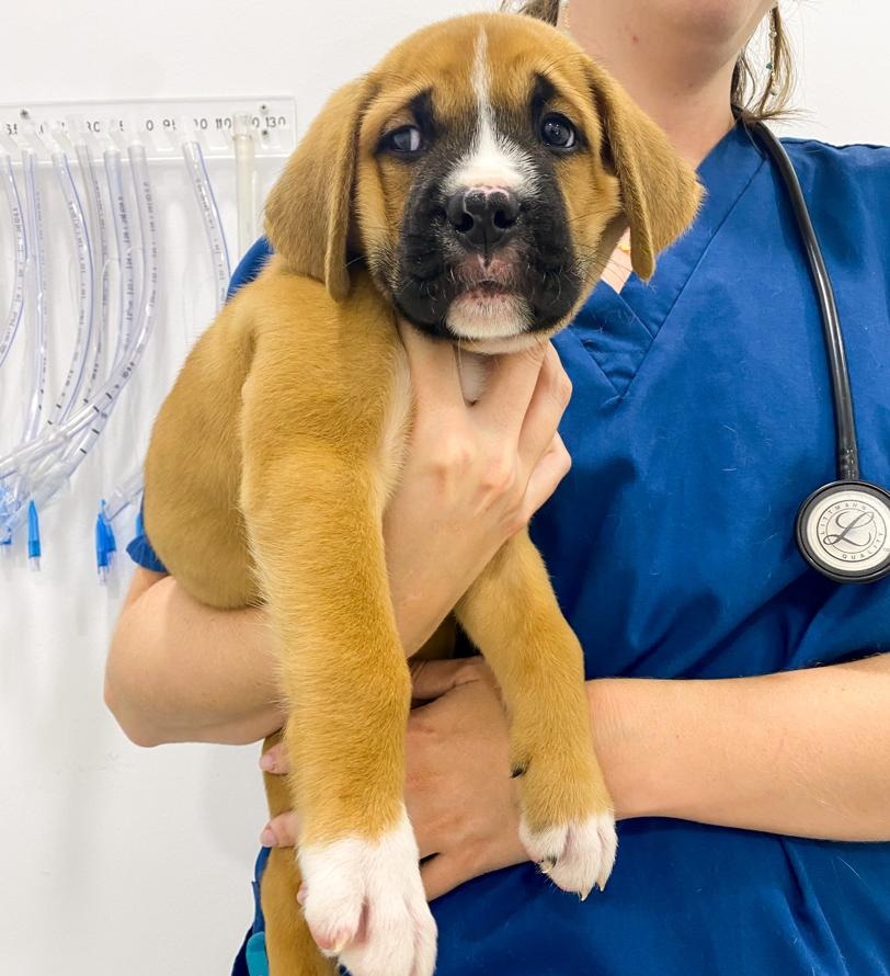 Clinica Veterinaria Emporda Verges Serra — Perro