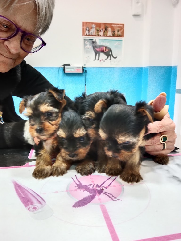 Centro Veterinario Guadaira — Del propietario