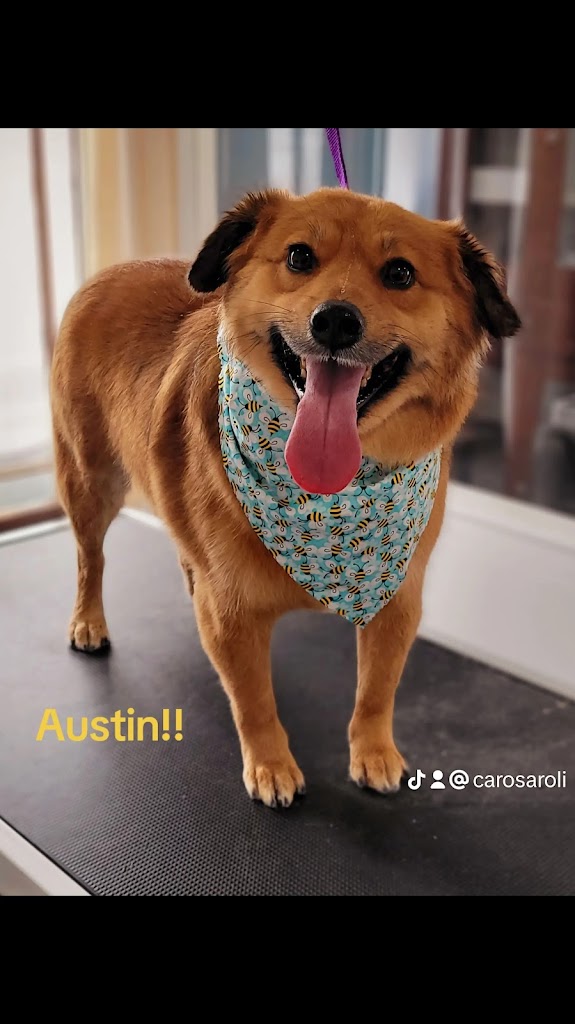 Cosmo Tail's Pet Grooming in Salt Lake City
