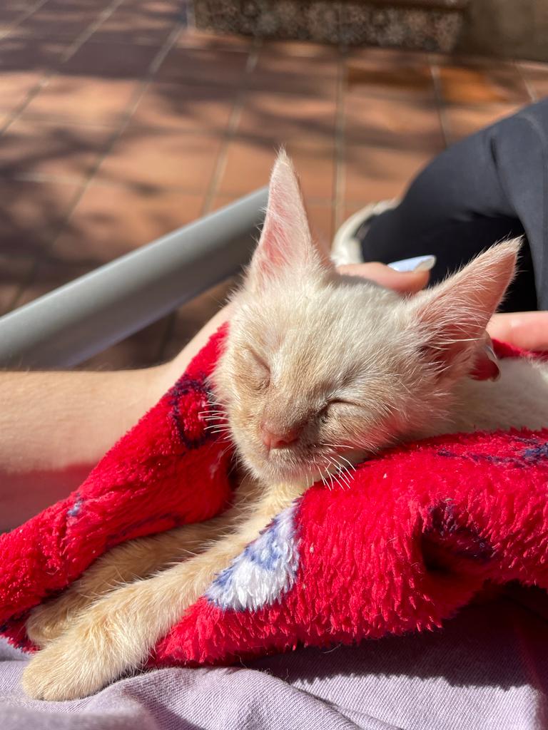 Gats de Molins de Rei