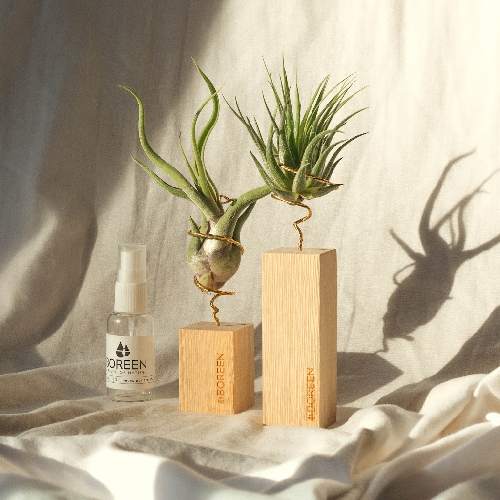 Boreen Shop - Jardines Eternos con Plantas de Aire Tillandsias