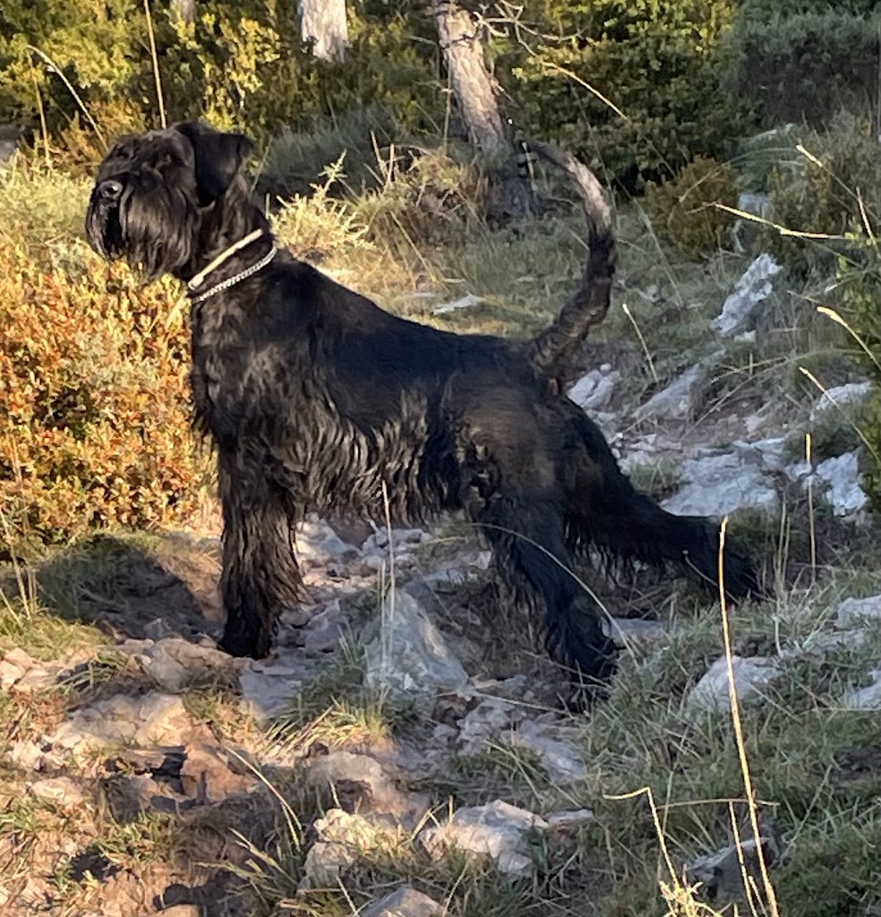 Centre Veterinari del Bergueda SLP