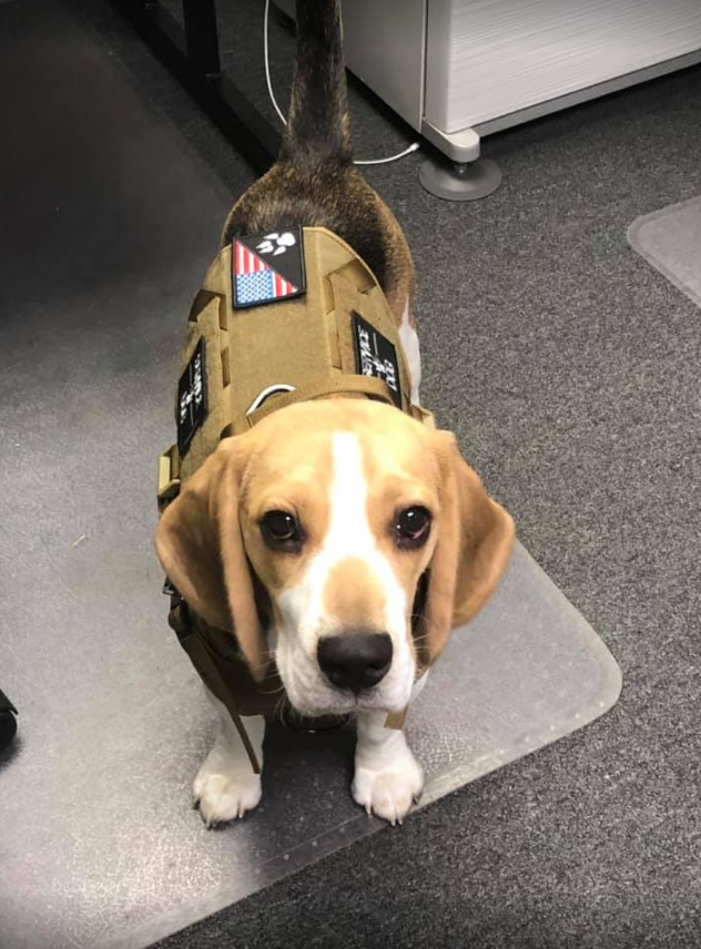 Dog