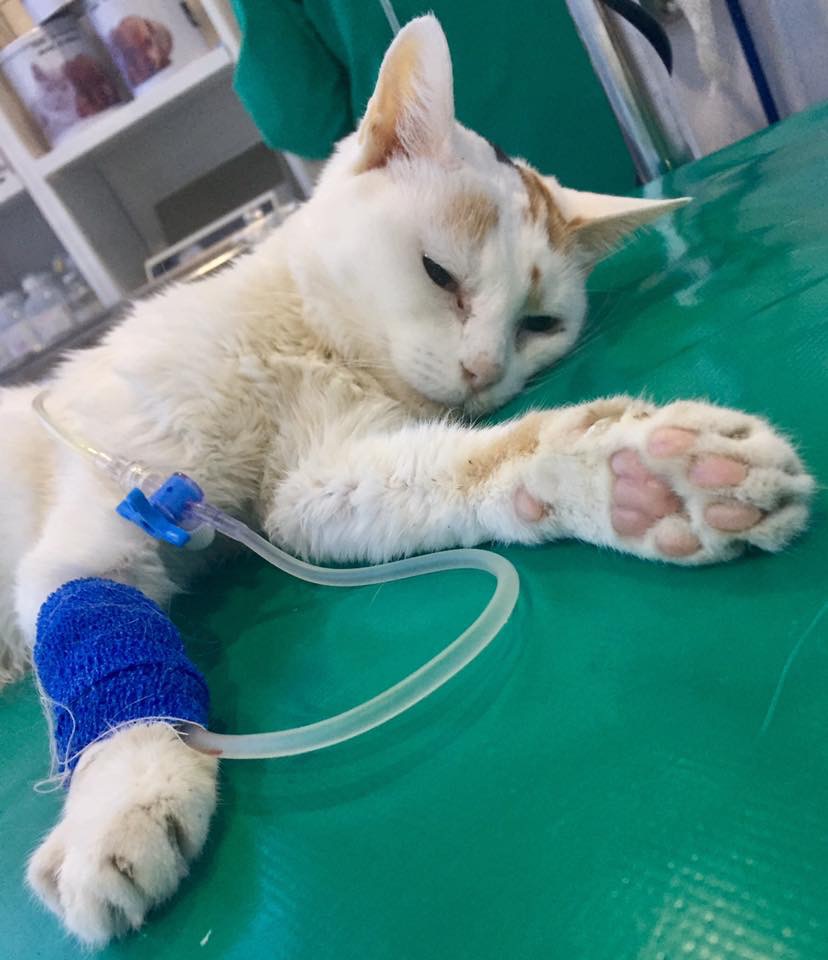 Hospital Veterinario Valdemoro — Gato