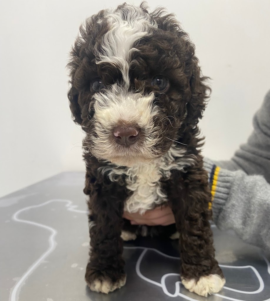 CENTRO VETERINARIO San Francisco de Asis - LEBRIJA — Del propietario