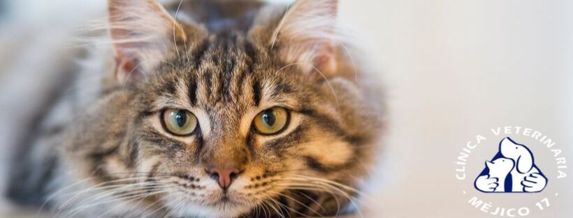 Clinica Veterinaria Mejico 17