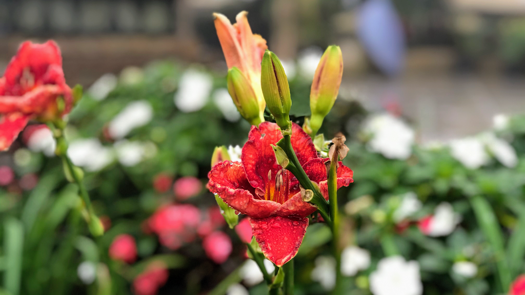 Dr. Dr Bikash Rai Das