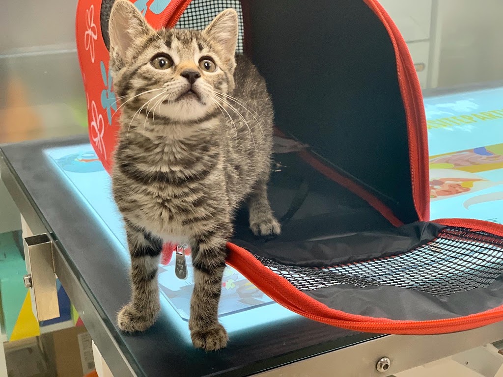 Centro Veterinario Castilla — Gato