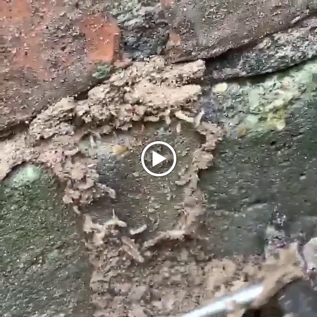 Videos