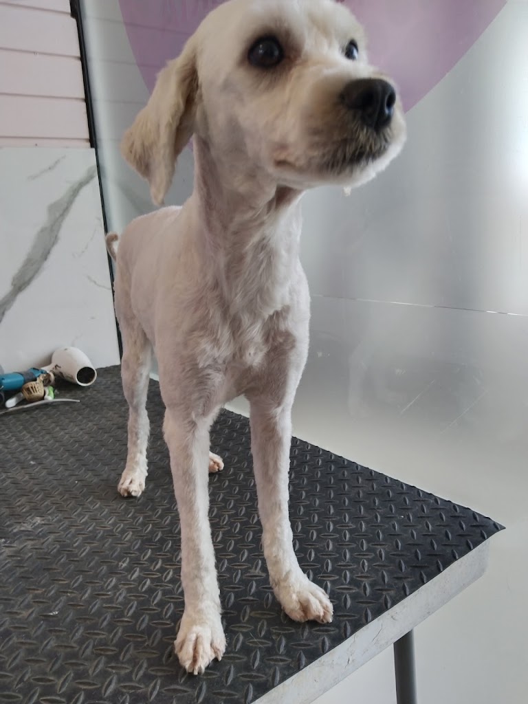 Perro