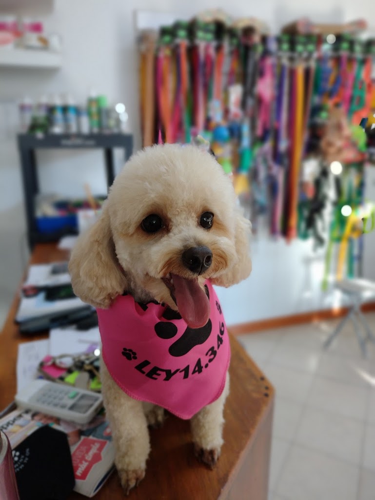 Perro