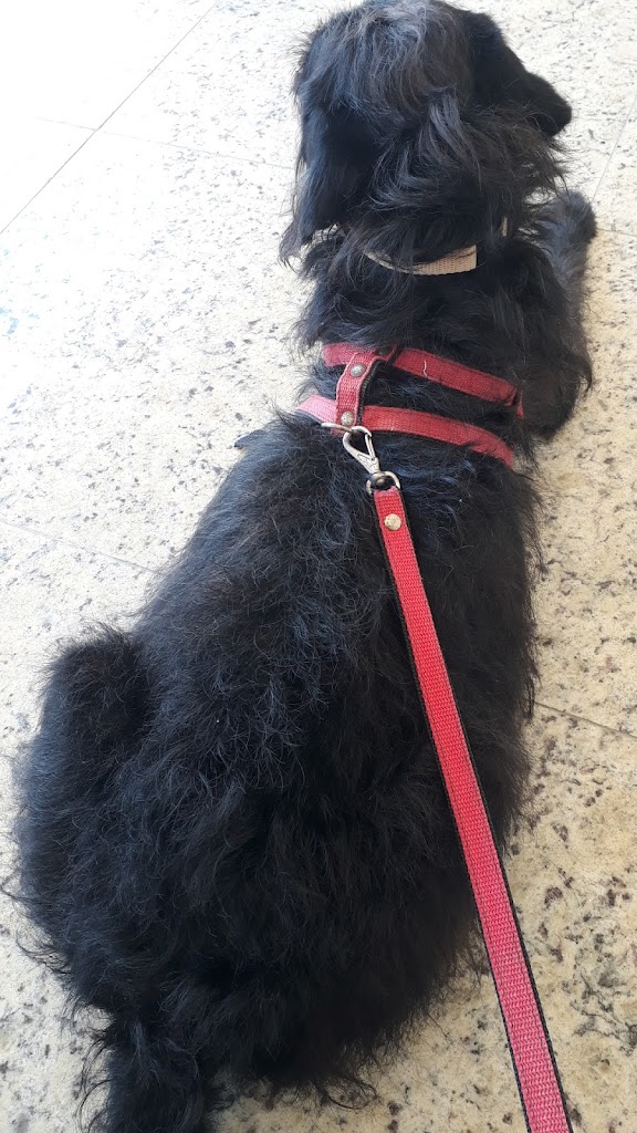 Perro