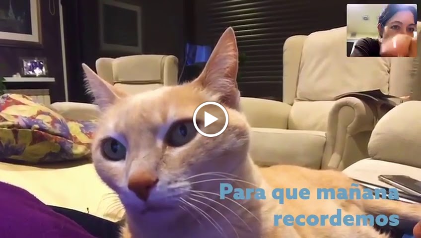 Clinica Veterinaria Felican Tafira — Del propietario