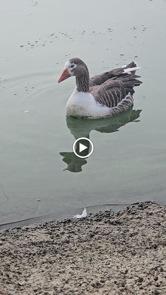Presa de Arcos — Videos